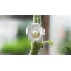 Beautiful Handmade Wiredrawing Pearl Flower Pendant Women Sterling Silver Jewelry No Chain